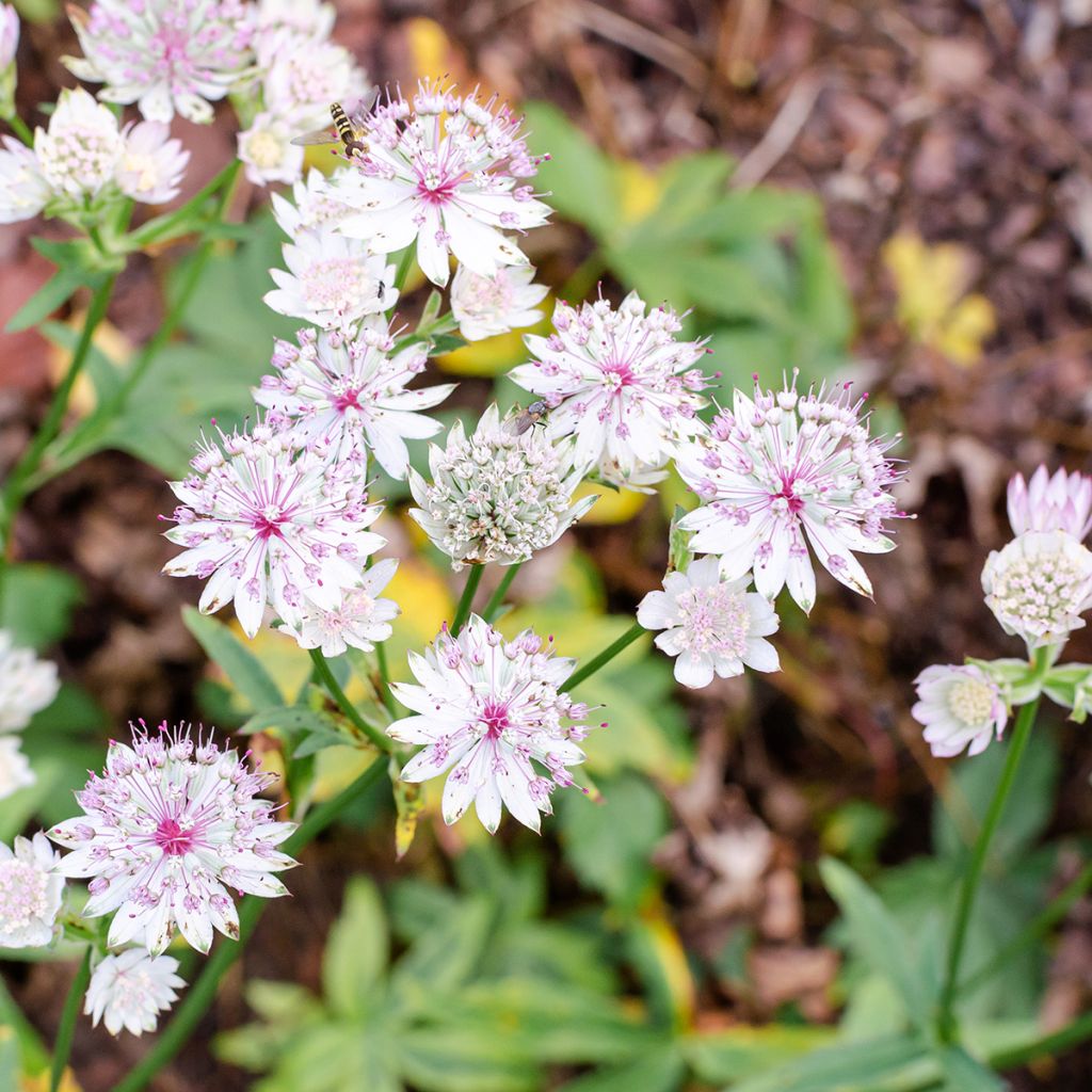 Astrantia major Sunningdale Variegated - Masterwort