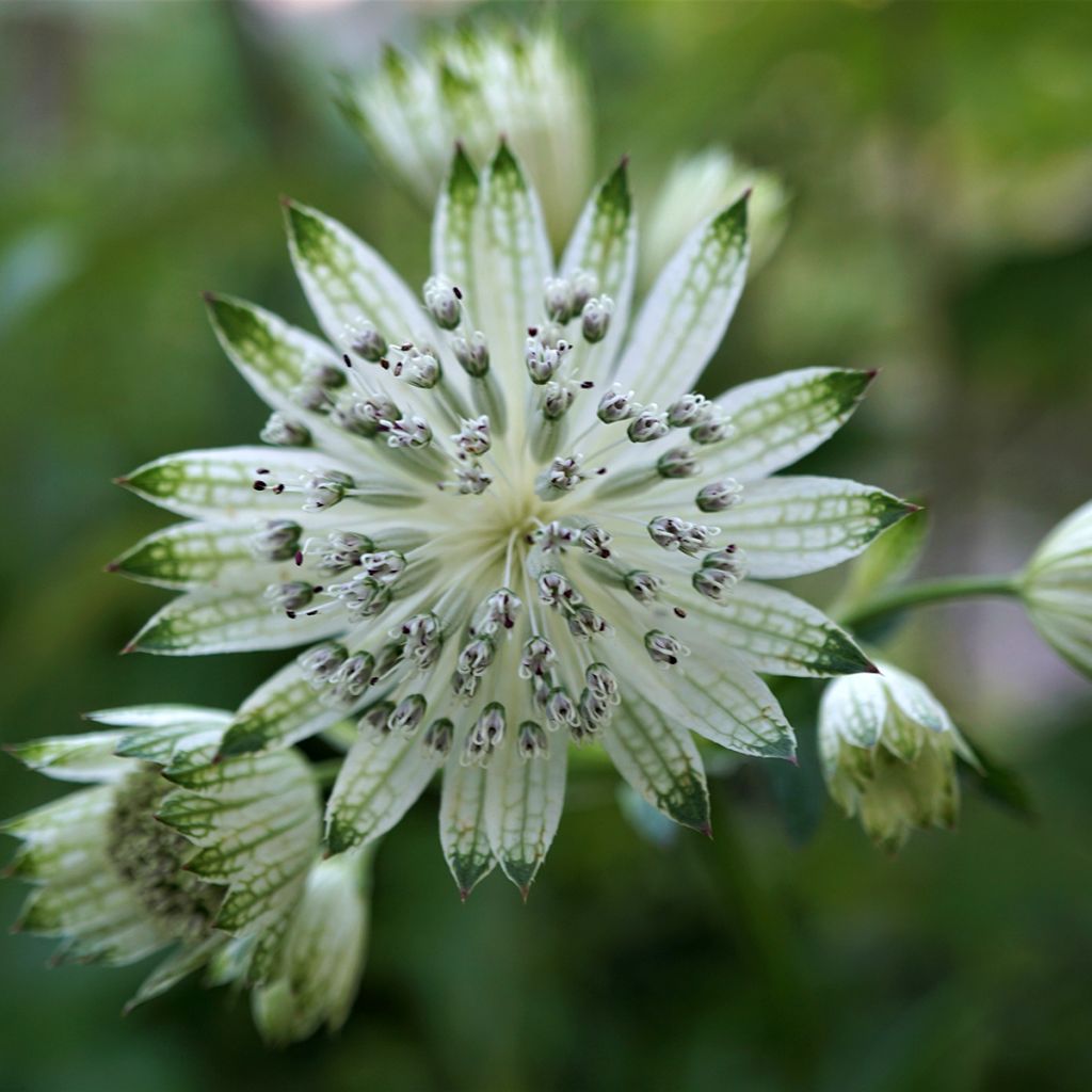 Astrantia major White Giant - Masterwort