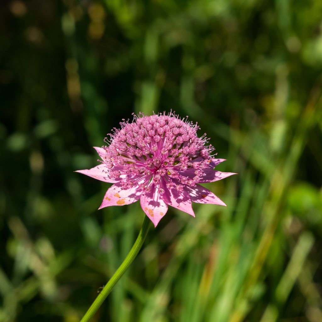 Astrantia maxima