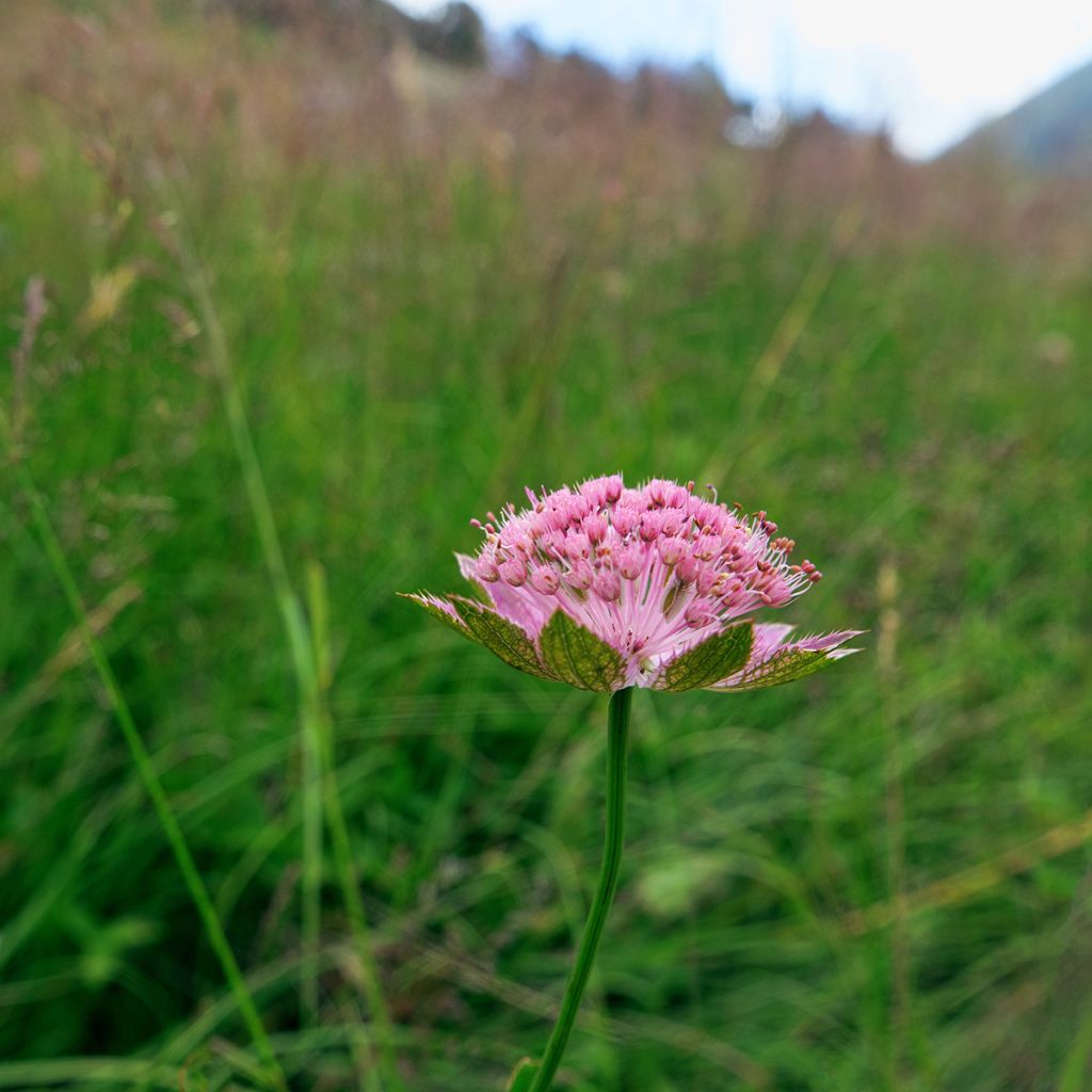 Astrantia maxima