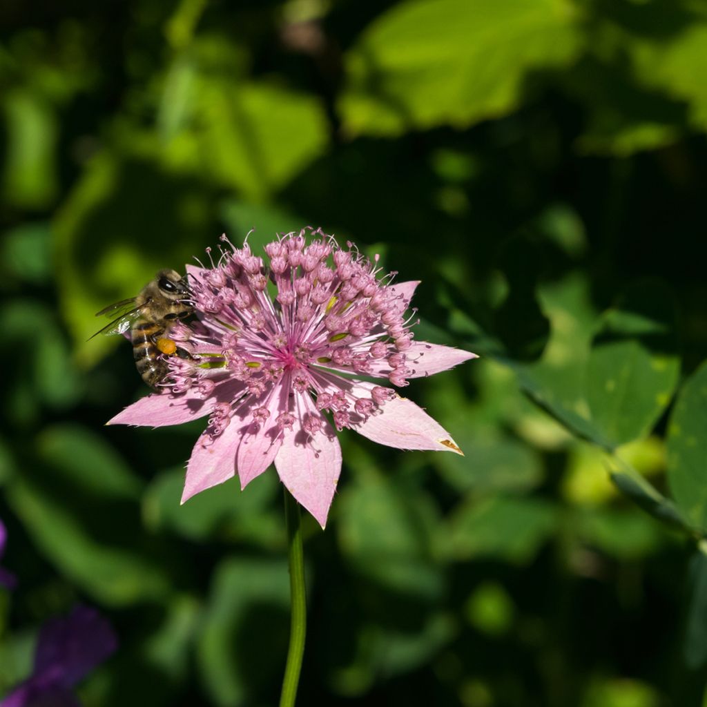 Astrantia maxima