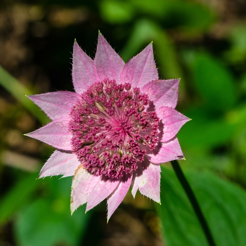 Astrantia maxima