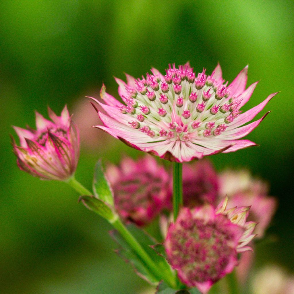 Astrantia major Venice - Masterwort