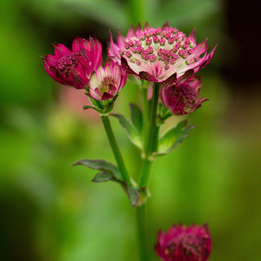 Astrantia major Venice - Masterwort