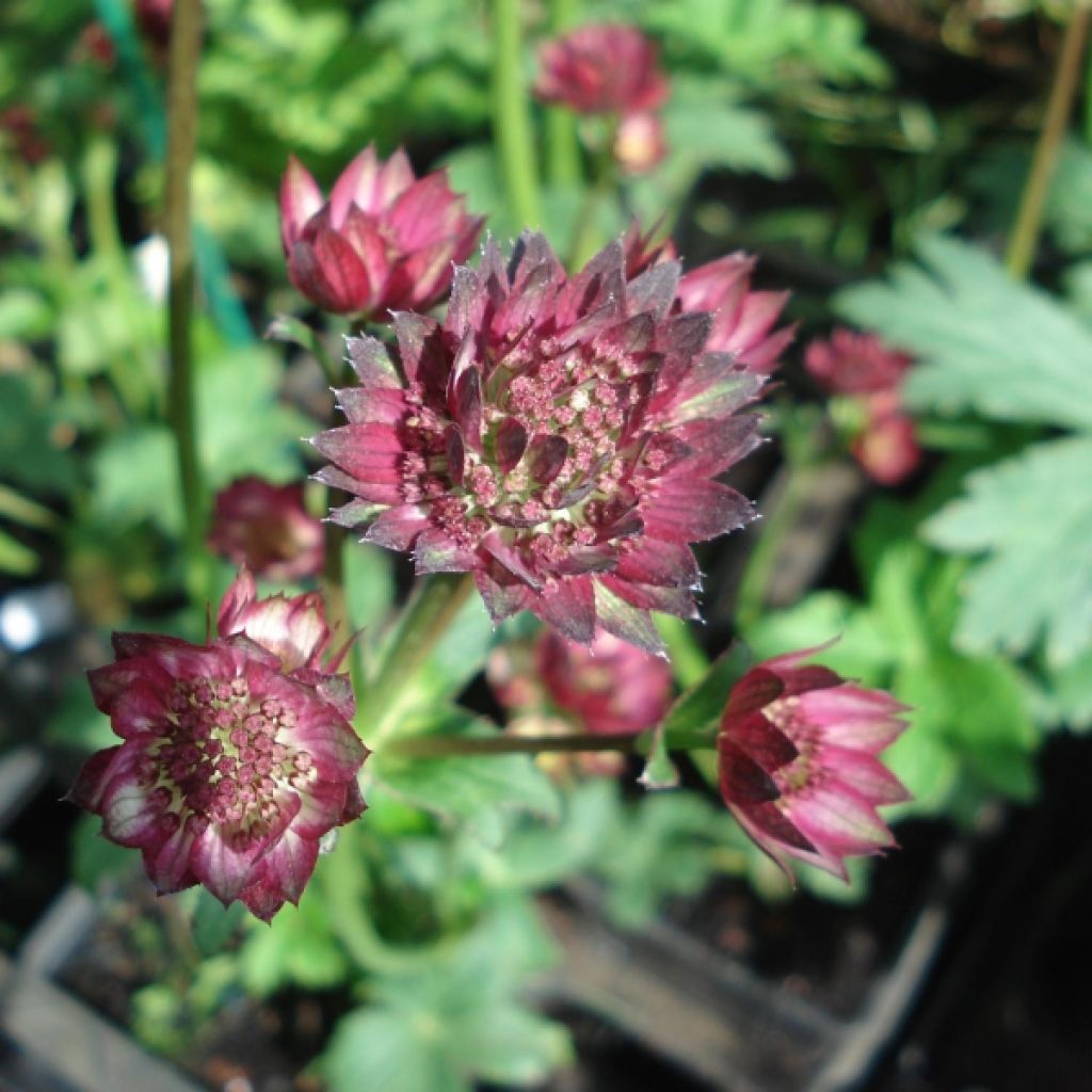 Astrance - Astrantia major Moulin Rouge