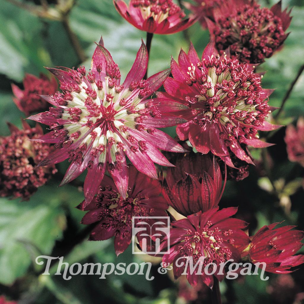 Astrantia major Ruby Cloud - Great Masterwort