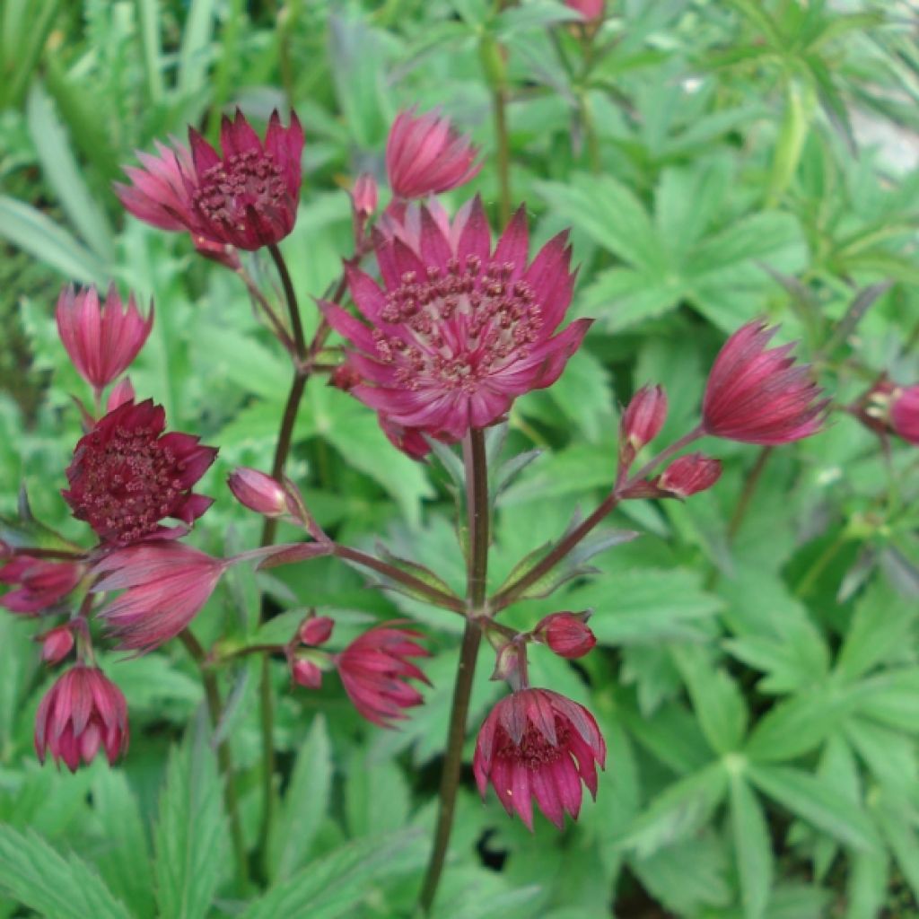 Astrance - Astrantia major Ruby Wedding