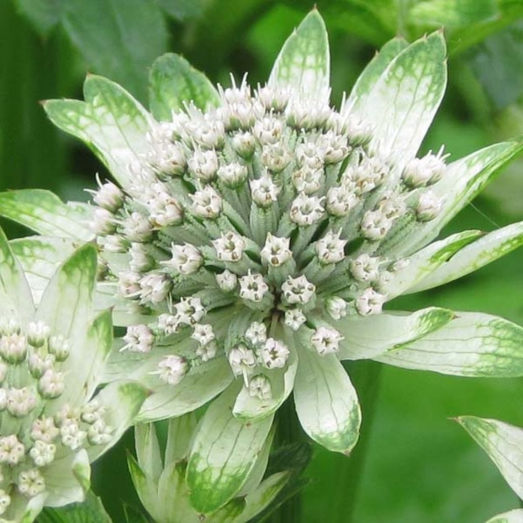 Astrance - Astrantia Star of Billion