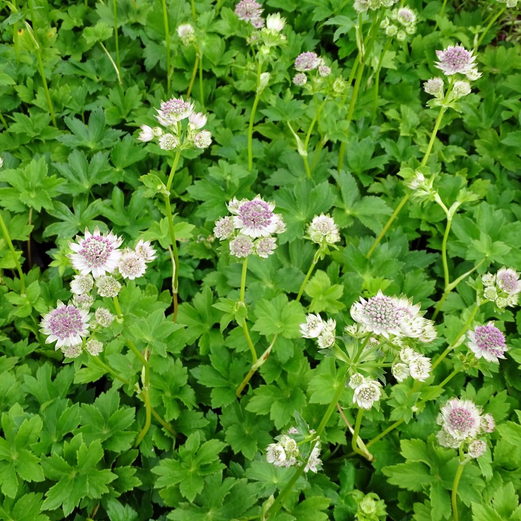 Astrance - Astrantia Star of Billion