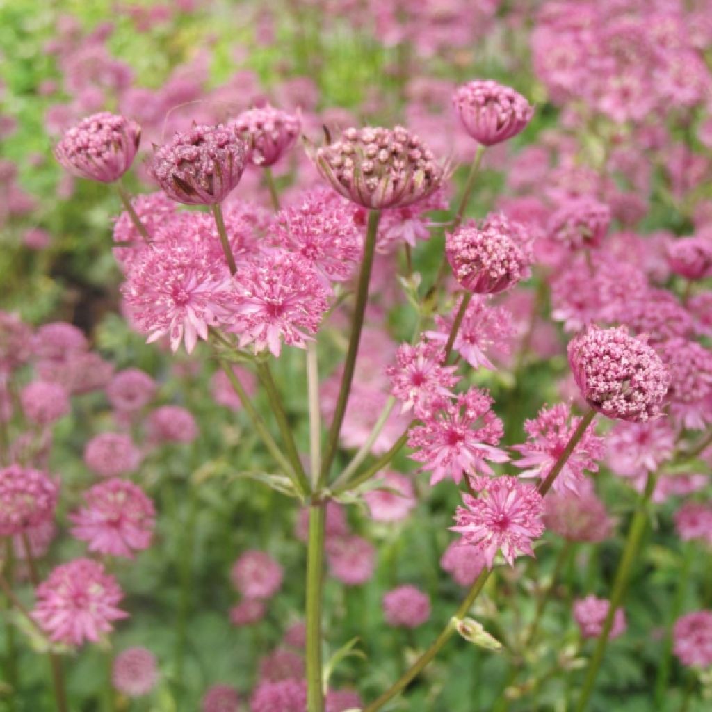 Astrance - Astrantia major Star of Passion