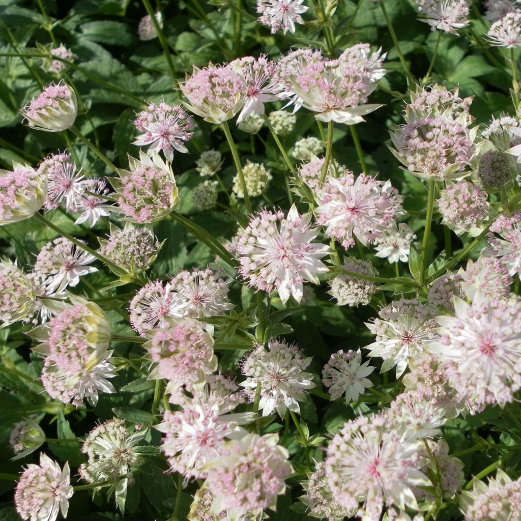 Astrance - Astrantia major Buckland