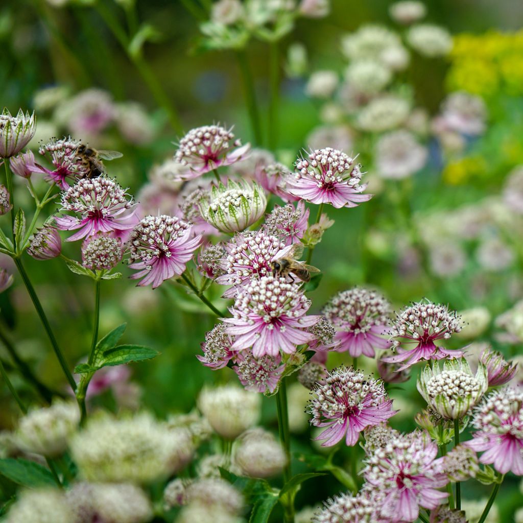 Astrantia major - Masterwort