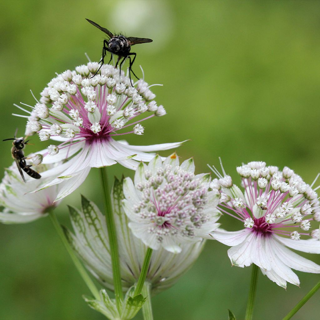 Astrantia major - Masterwort