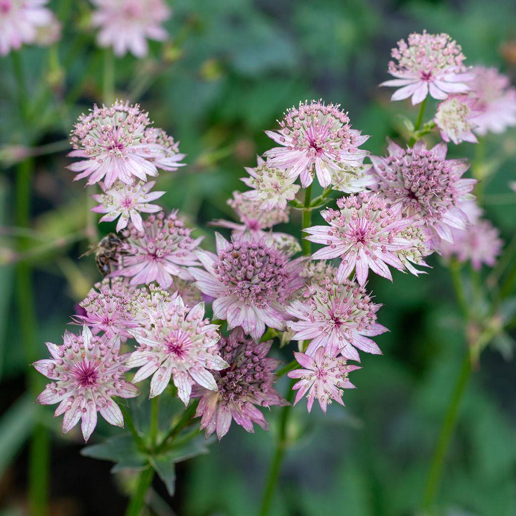 Astrantia major - Masterwort