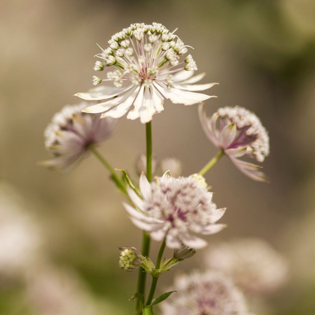 Astrantia major - Masterwort