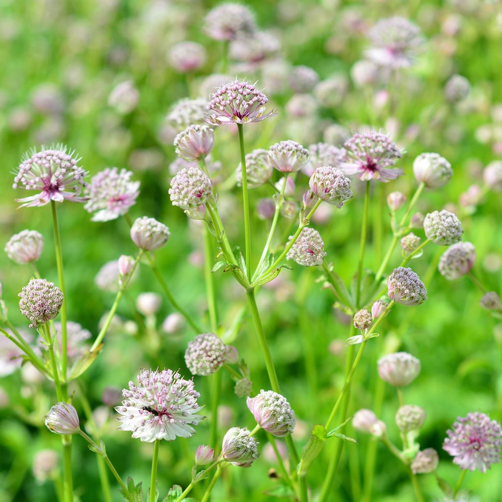 Astrantia major - Masterwort