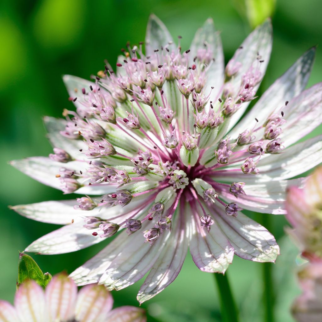 Astrantia major - Masterwort