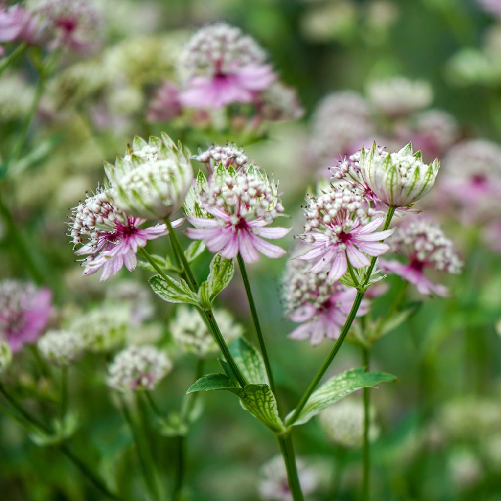 Astrantia major - Masterwort