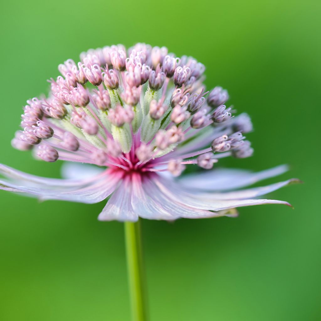 Astrantia major - Masterwort