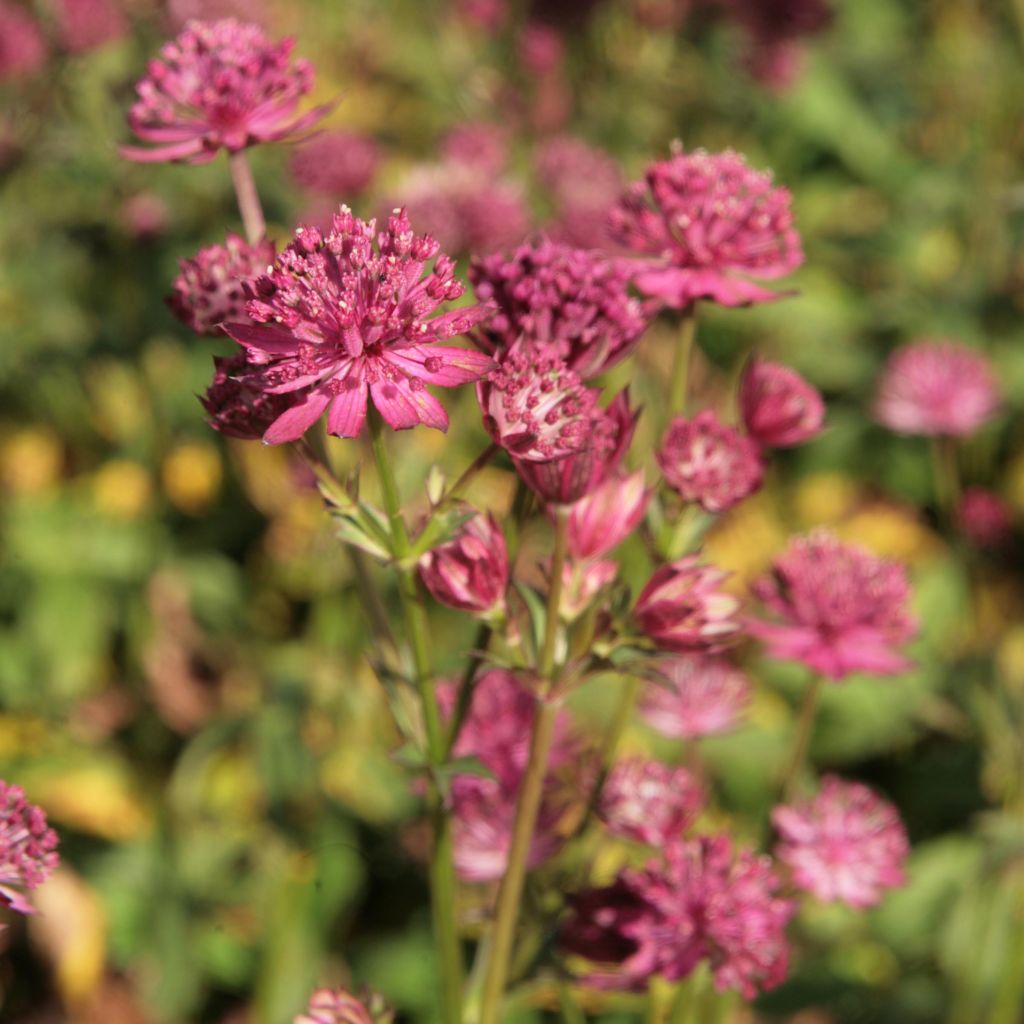 Astrantia major Washfield - Grande astrance 