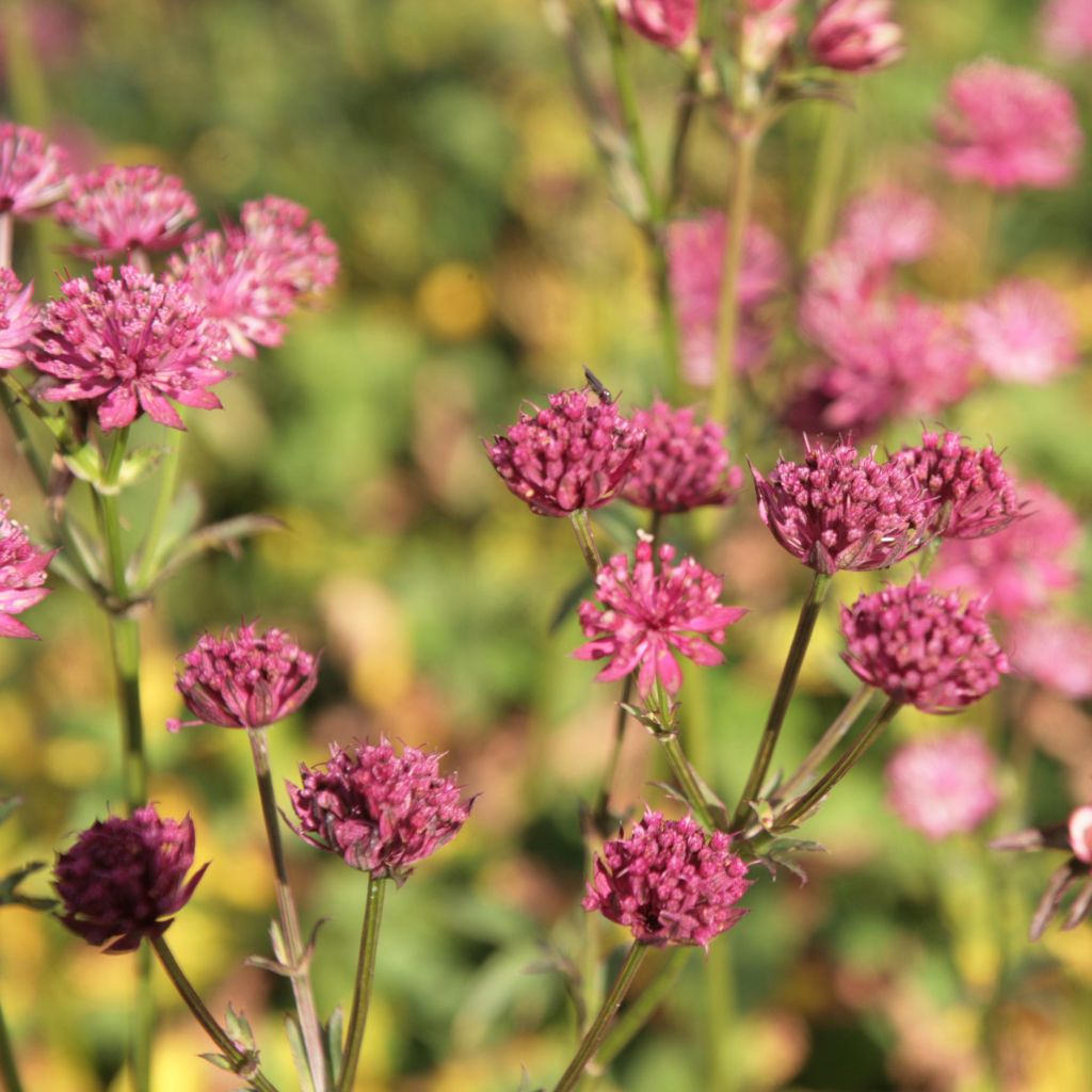 Astrantia major Washfield - Grande astrance 