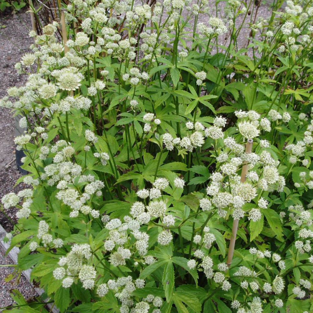 Astrantia major 'Alba' 