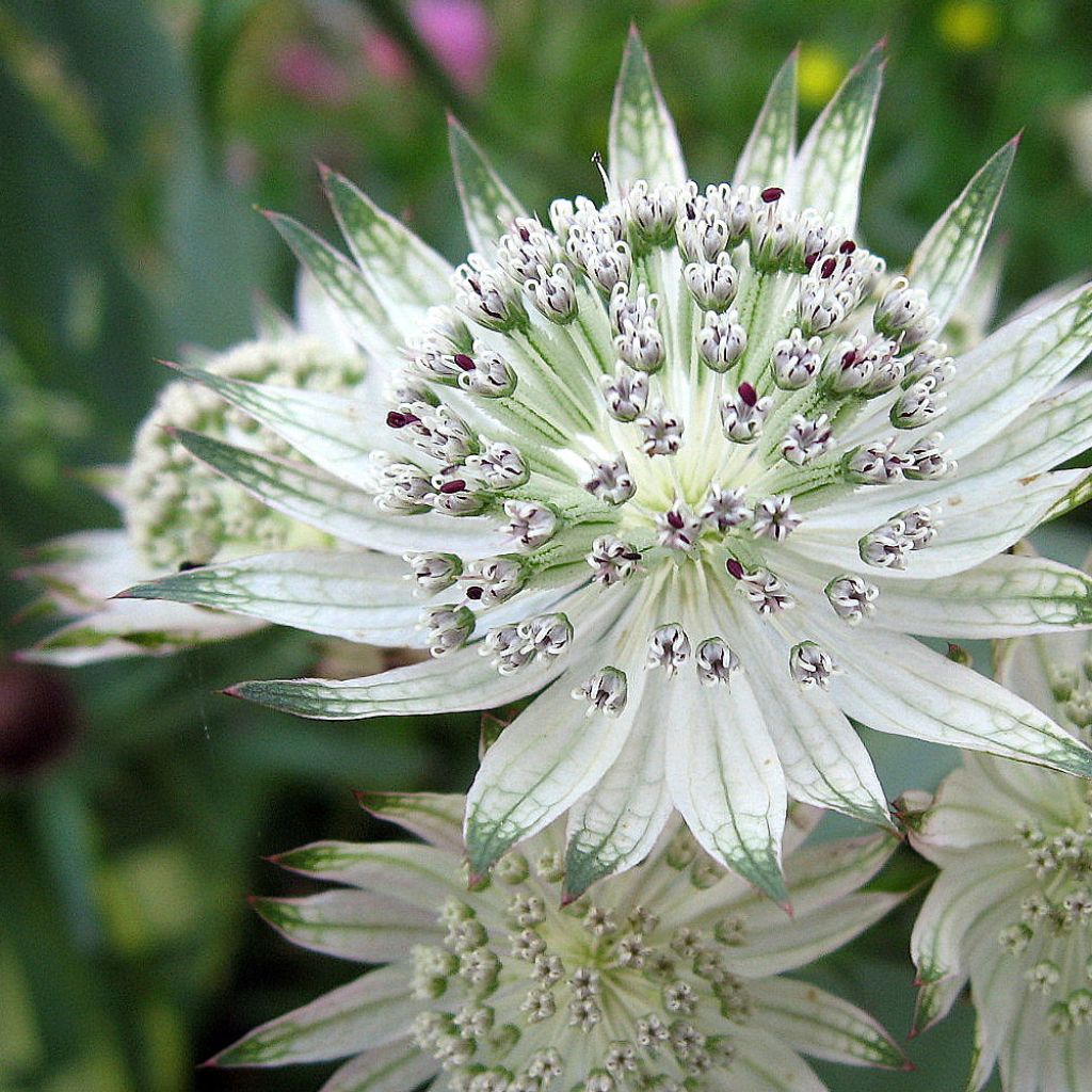 Astrantia major 'Alba' 