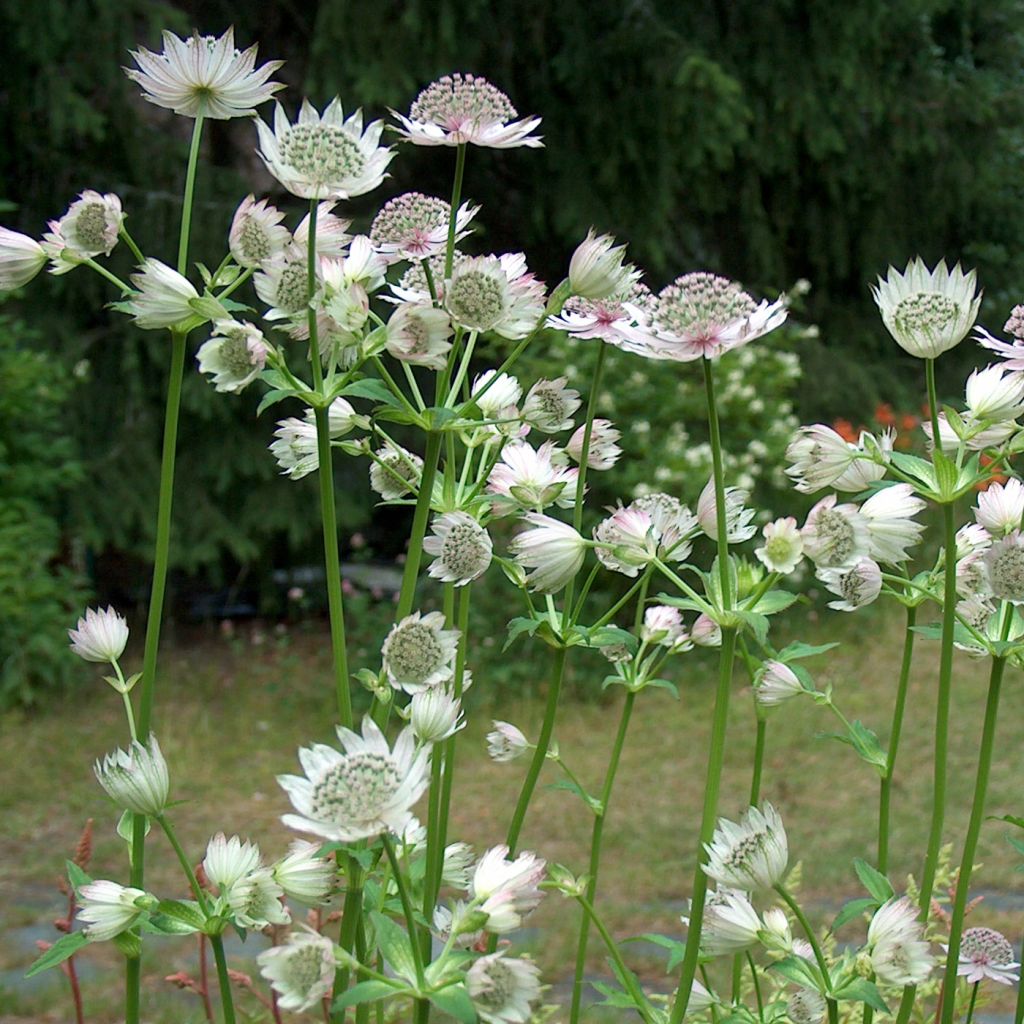 Astrantia major 'Alba' 