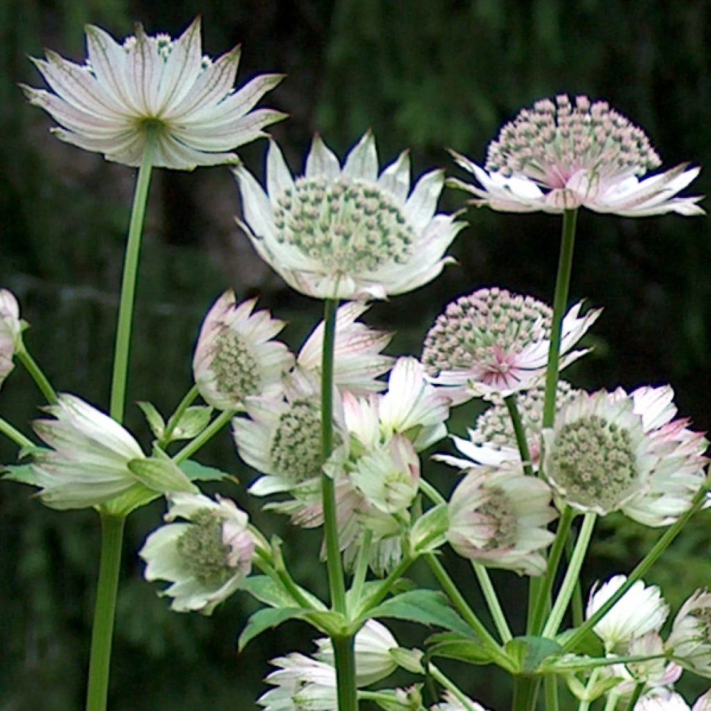 Astrantia major 'Alba' 