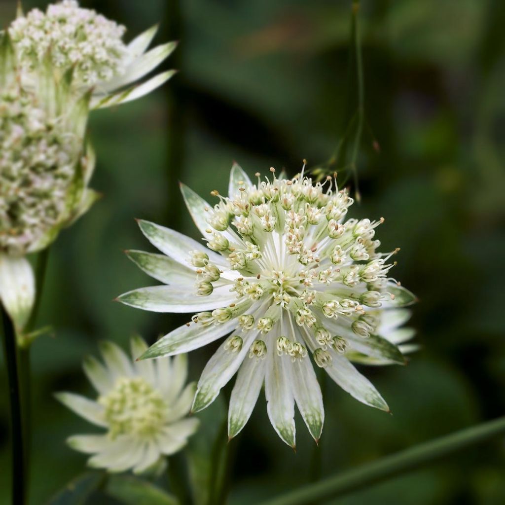 Astrantia major 'Alba' 