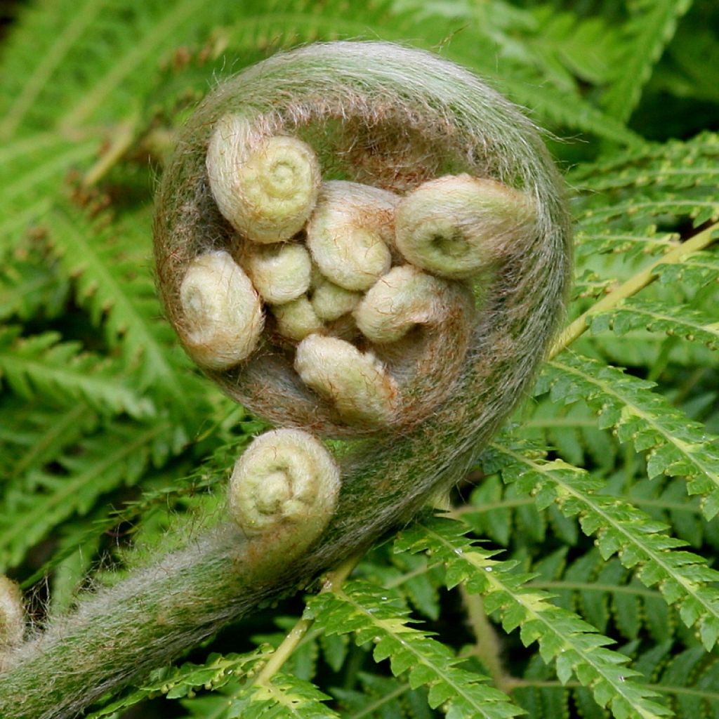 Athyrium filix-femina Cruciatum Group, Fougère femelle