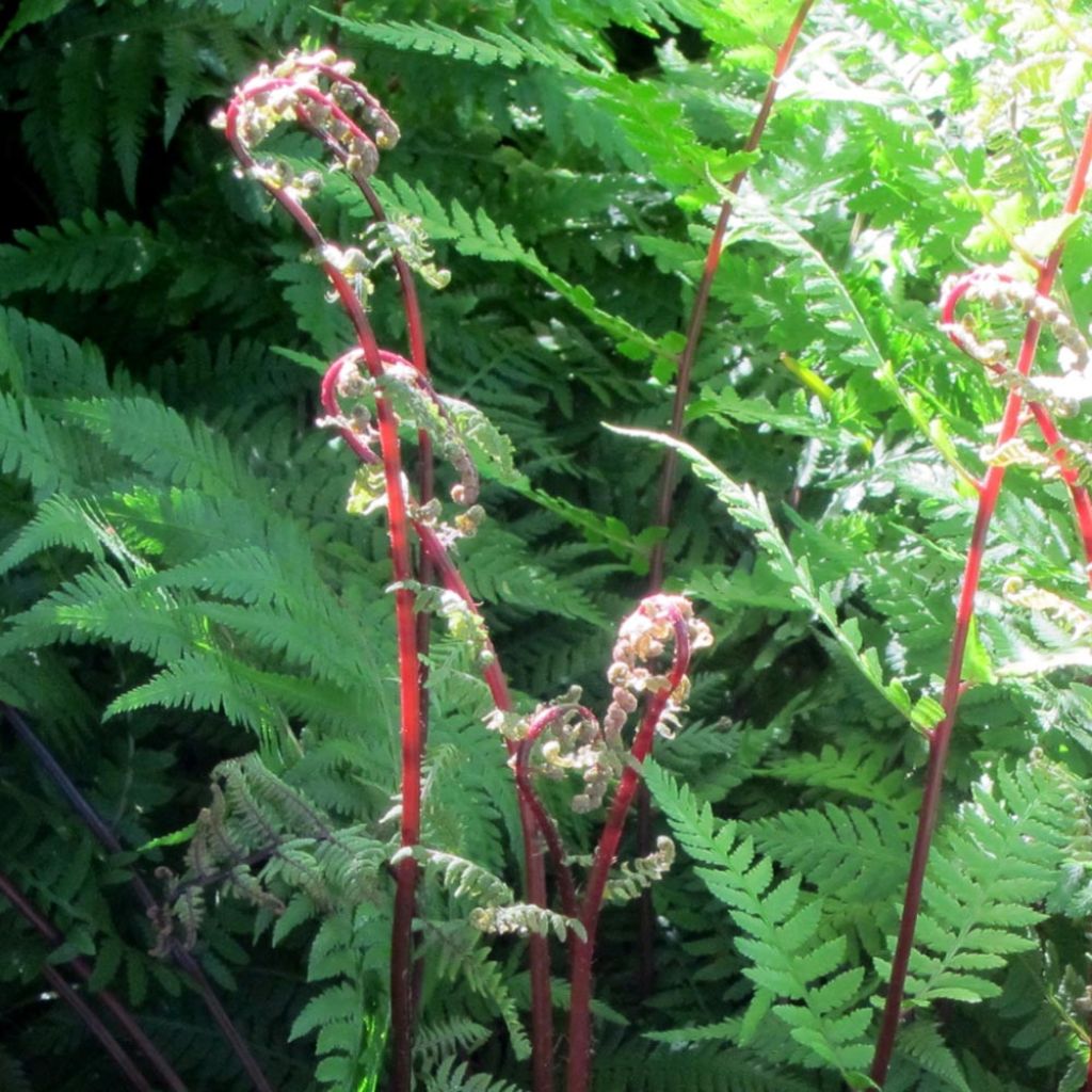 Athyrium filix-femina Lady in Red - Fougère femelle