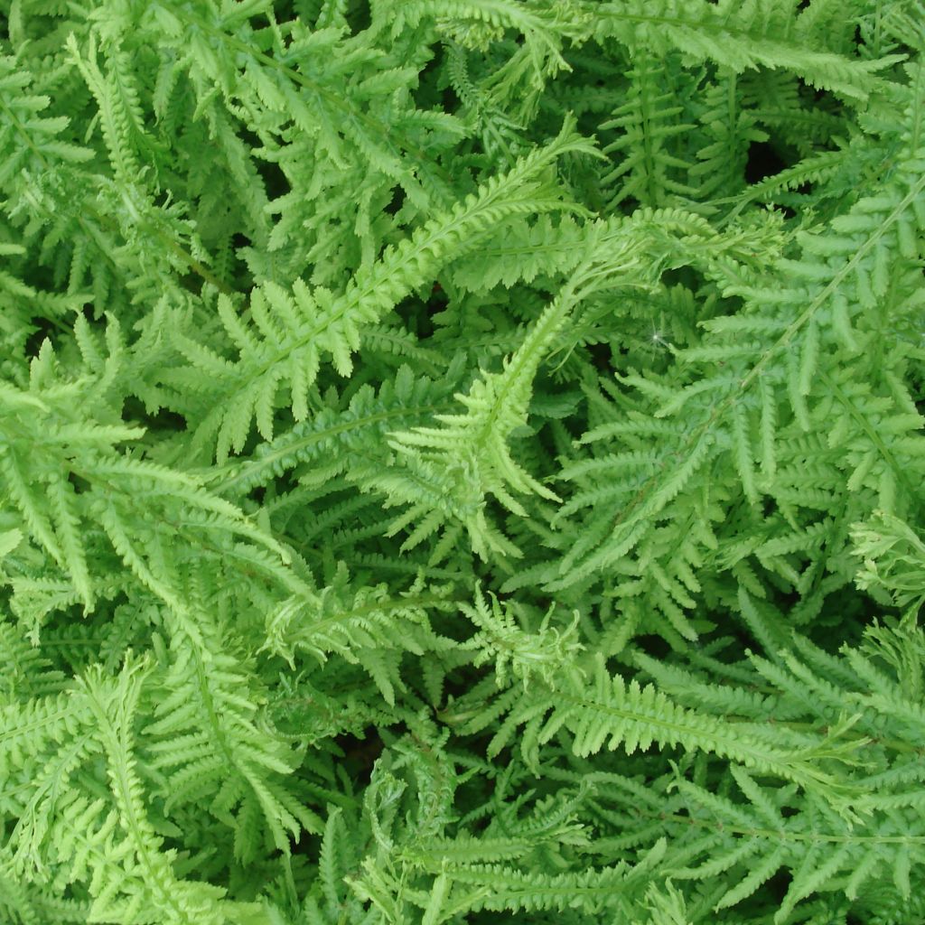 Athyrium filix-femina Victoriae - Fougère femelle Victoriae