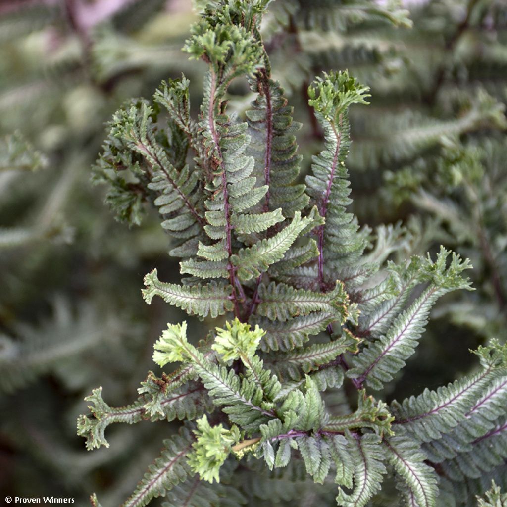 Athyrium niponicum Crested Surf - Fougère japonaise