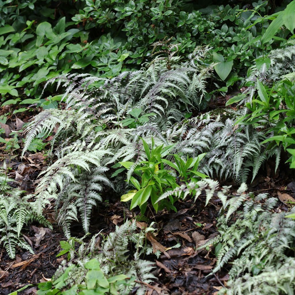 Athyrium niponicum Pewter Lace - Painted Fern