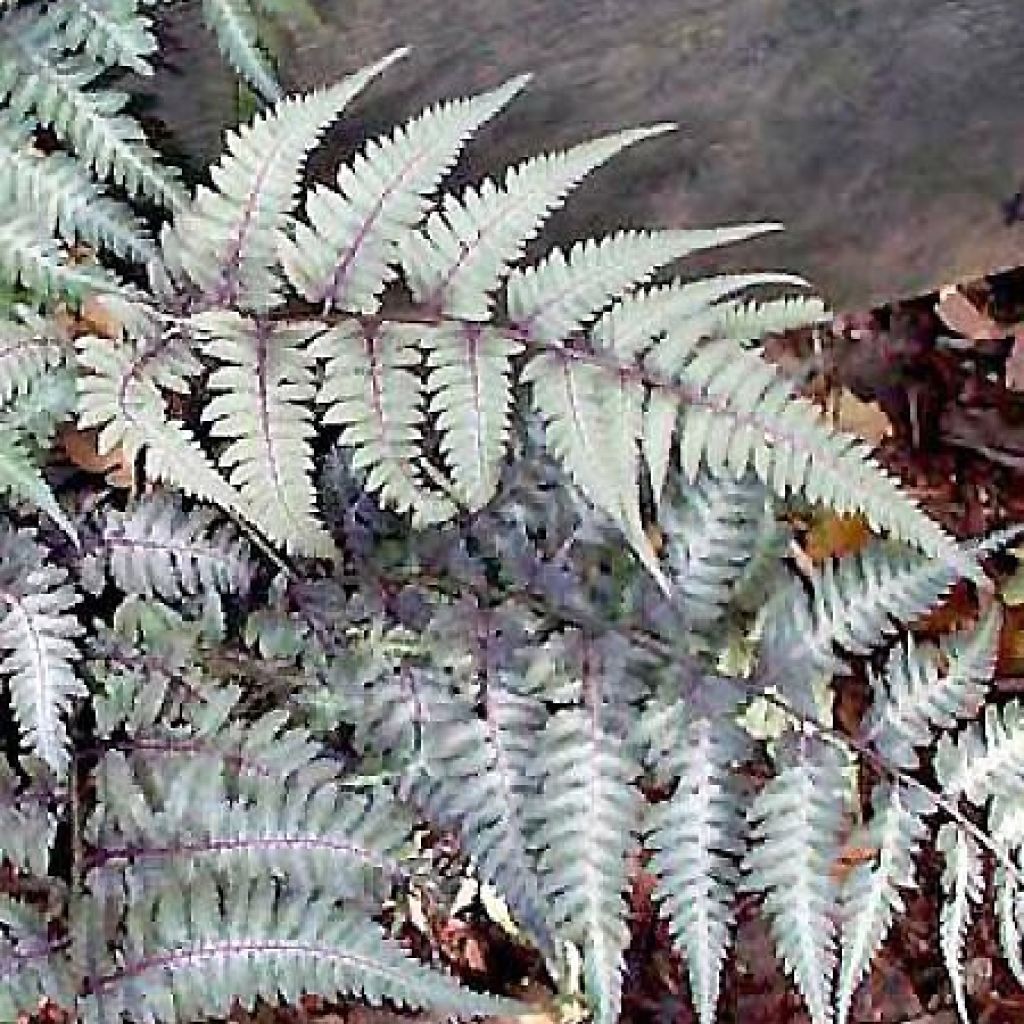 Athyrium niponicum pictum Metallicum - Fougère femelle japonaise