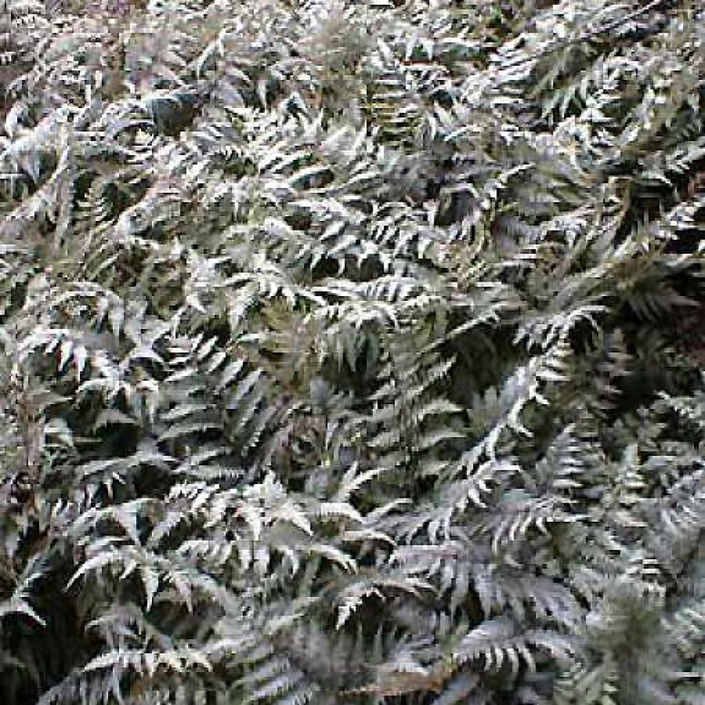 Athyrium niponicum pictum Metallicum - Fougère femelle japonaise