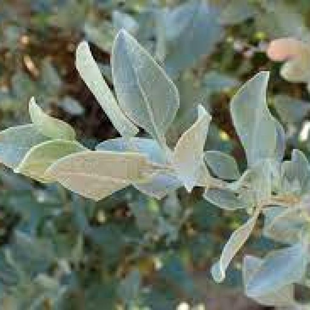 Atriplex halimus - Arroche halime ou marine, pourpier de mer