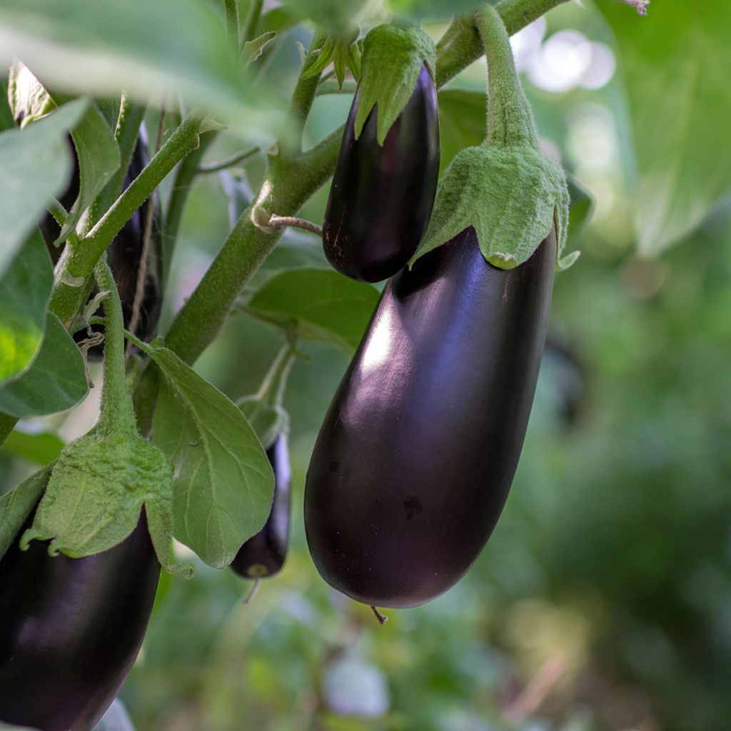 Aubergine Avan F1 - Vilmorin Seeds