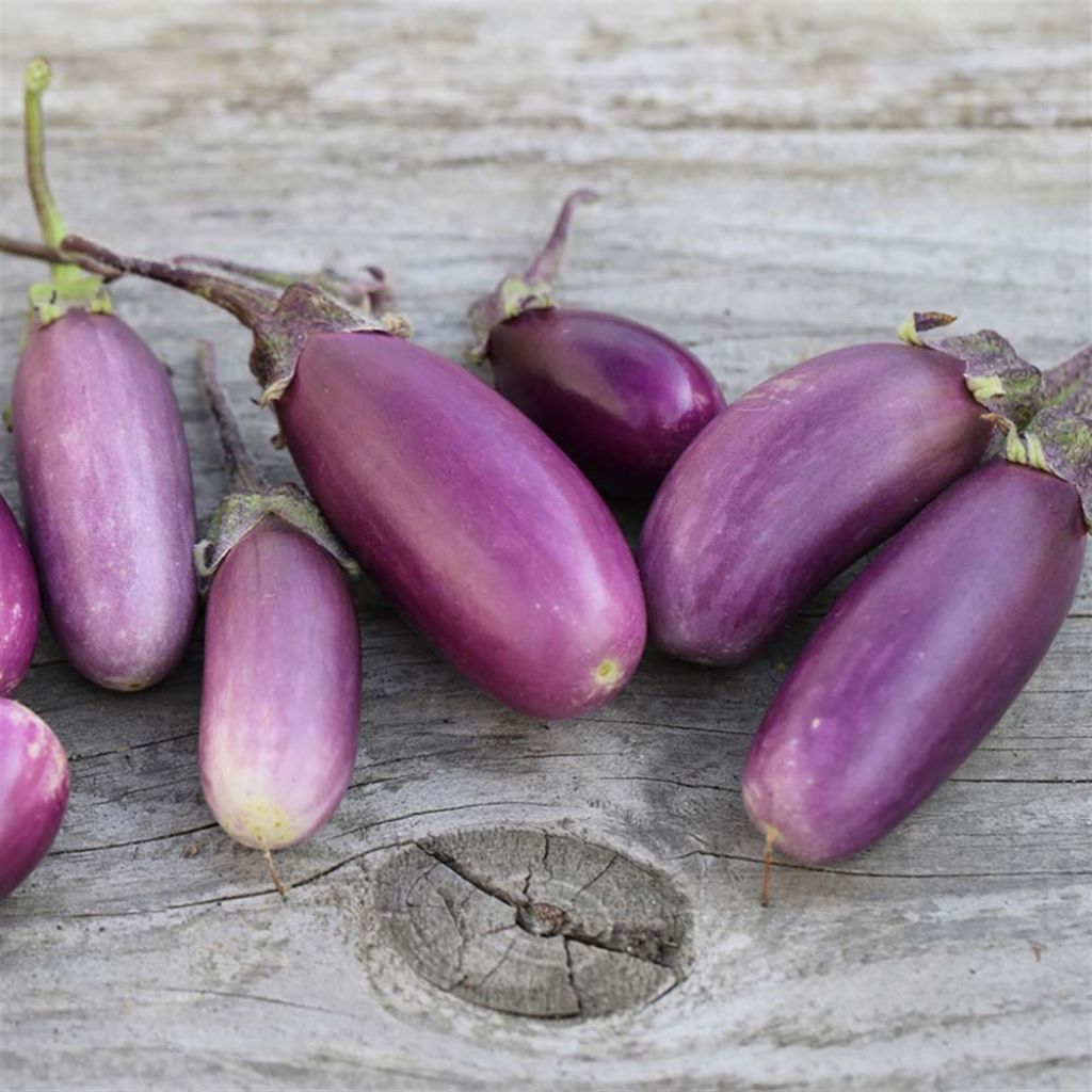 Aubergine Pusa Purple Cluster NT - Ferme de Sainte Marthe