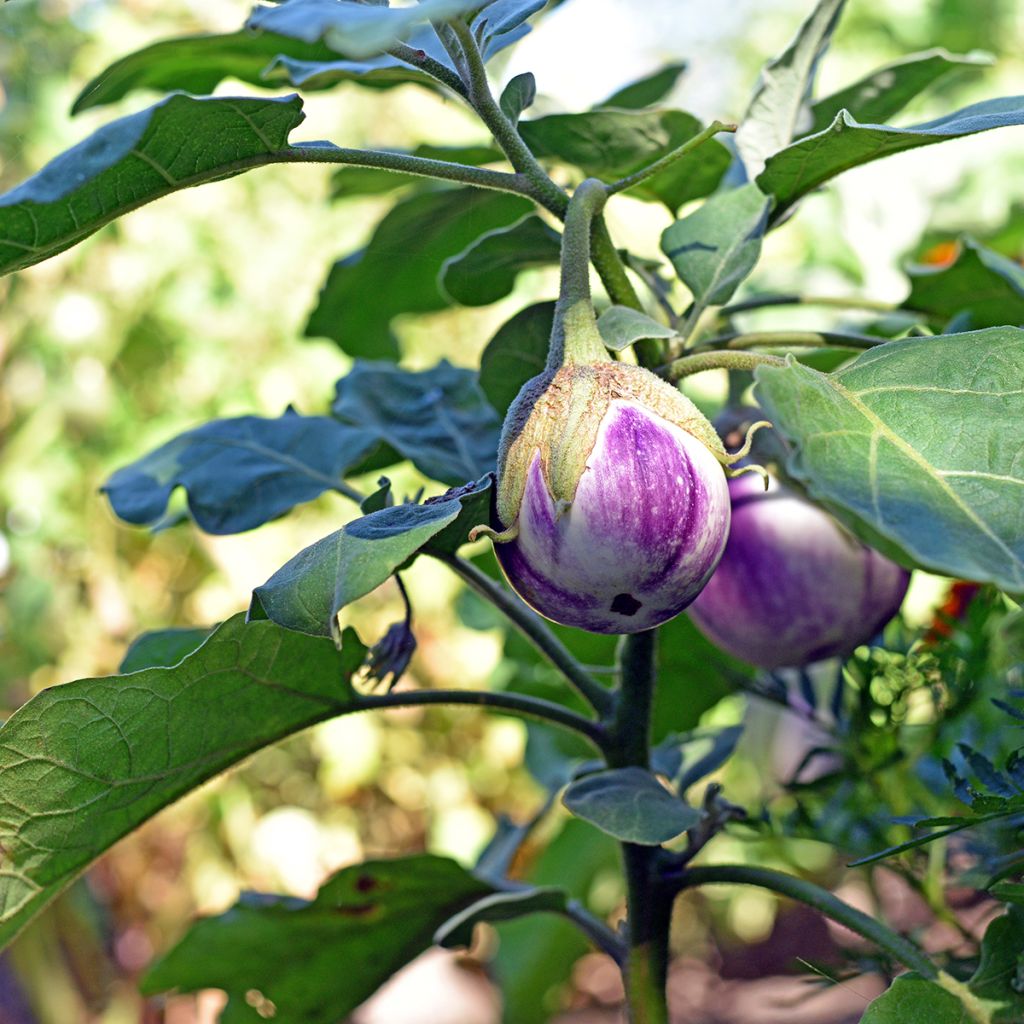 Aubergine Rotonda Bianca di Sfumata - Eggplant
