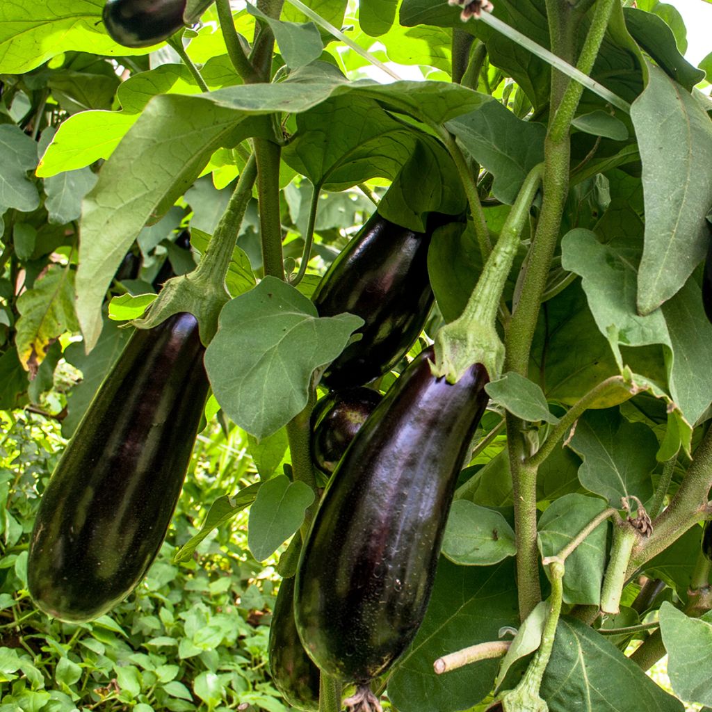 Aubergine Violette longue de Barbentane