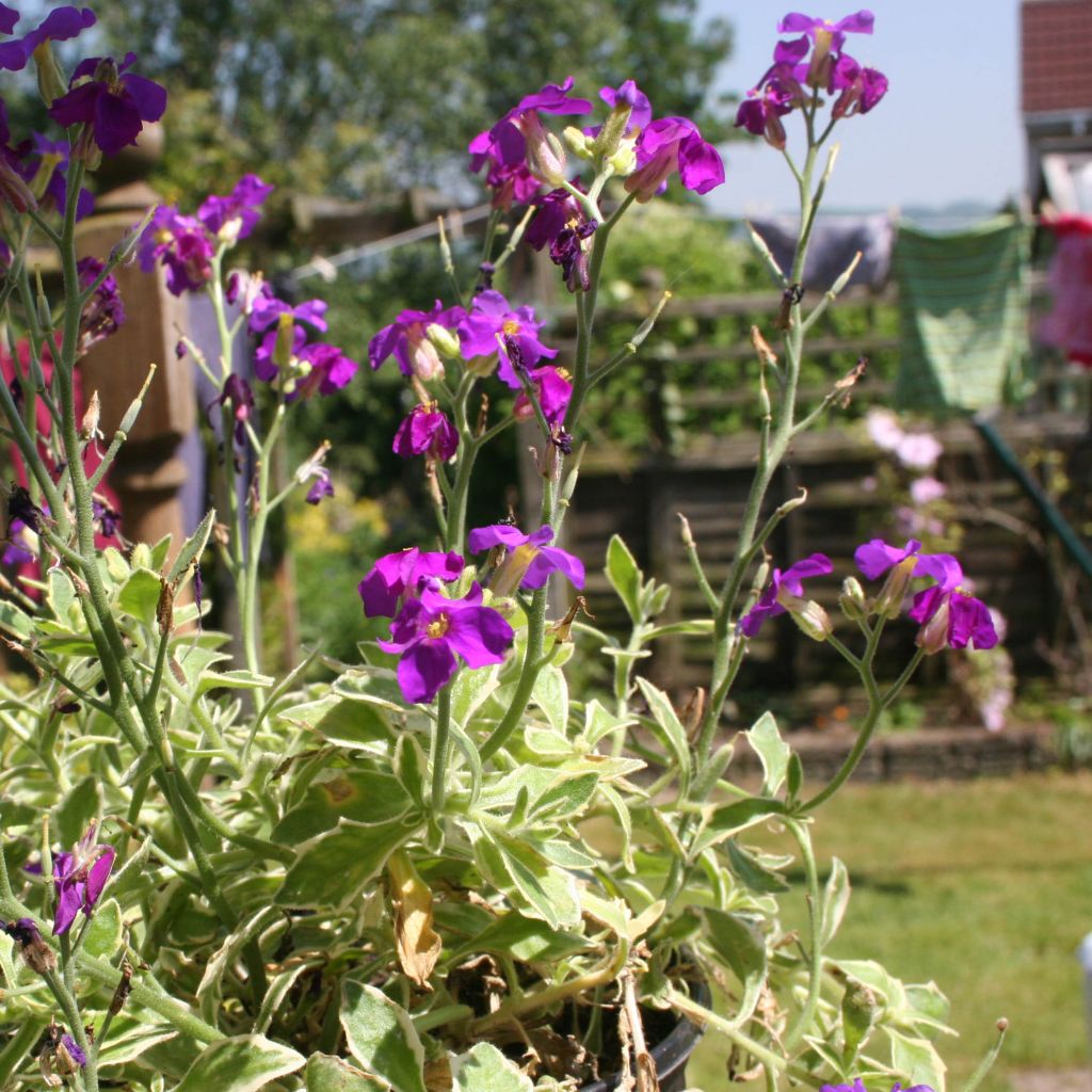 Aubriète panachée - Aubrieta Dr Mules Variegated