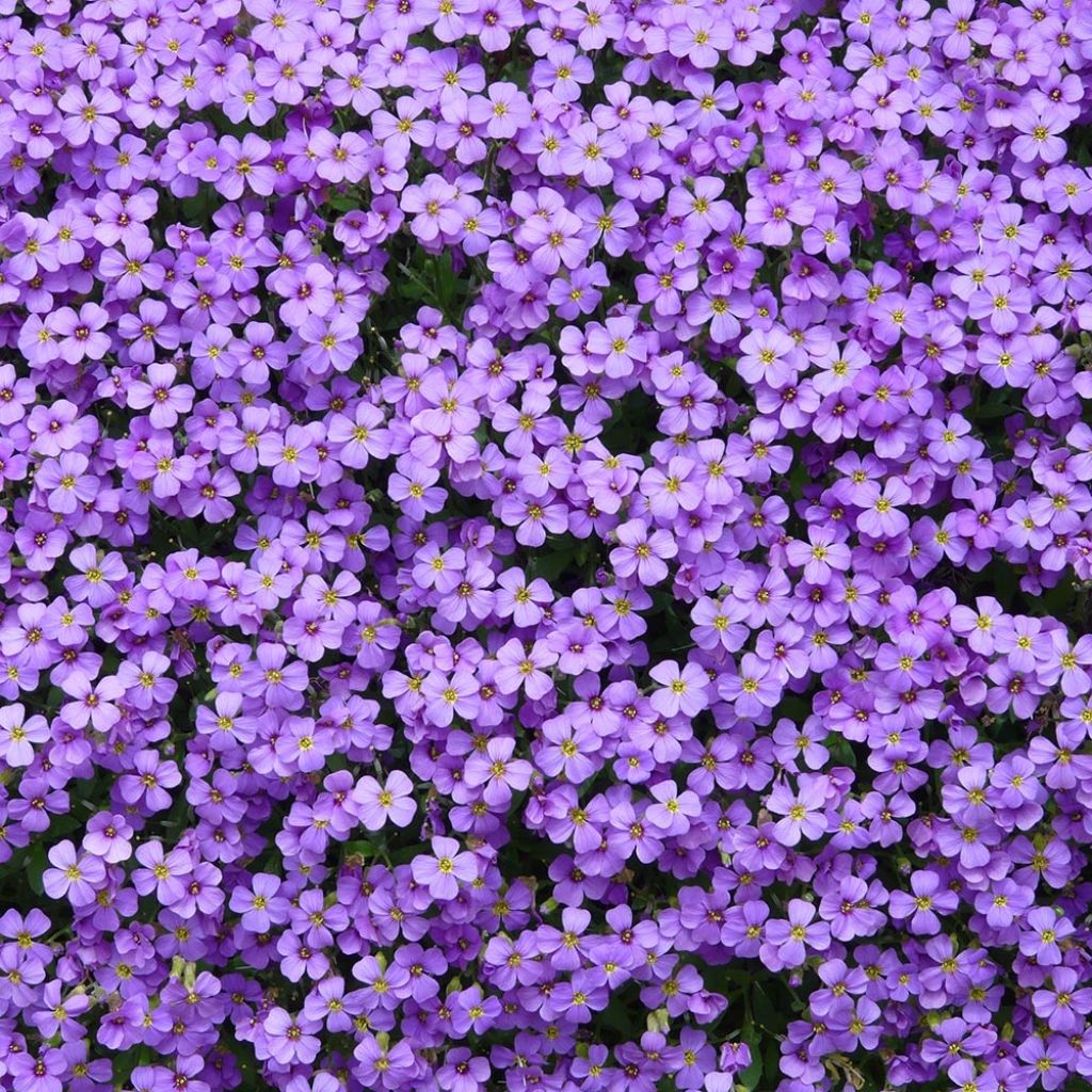 Aubrieta Royal Blue - Aubriète