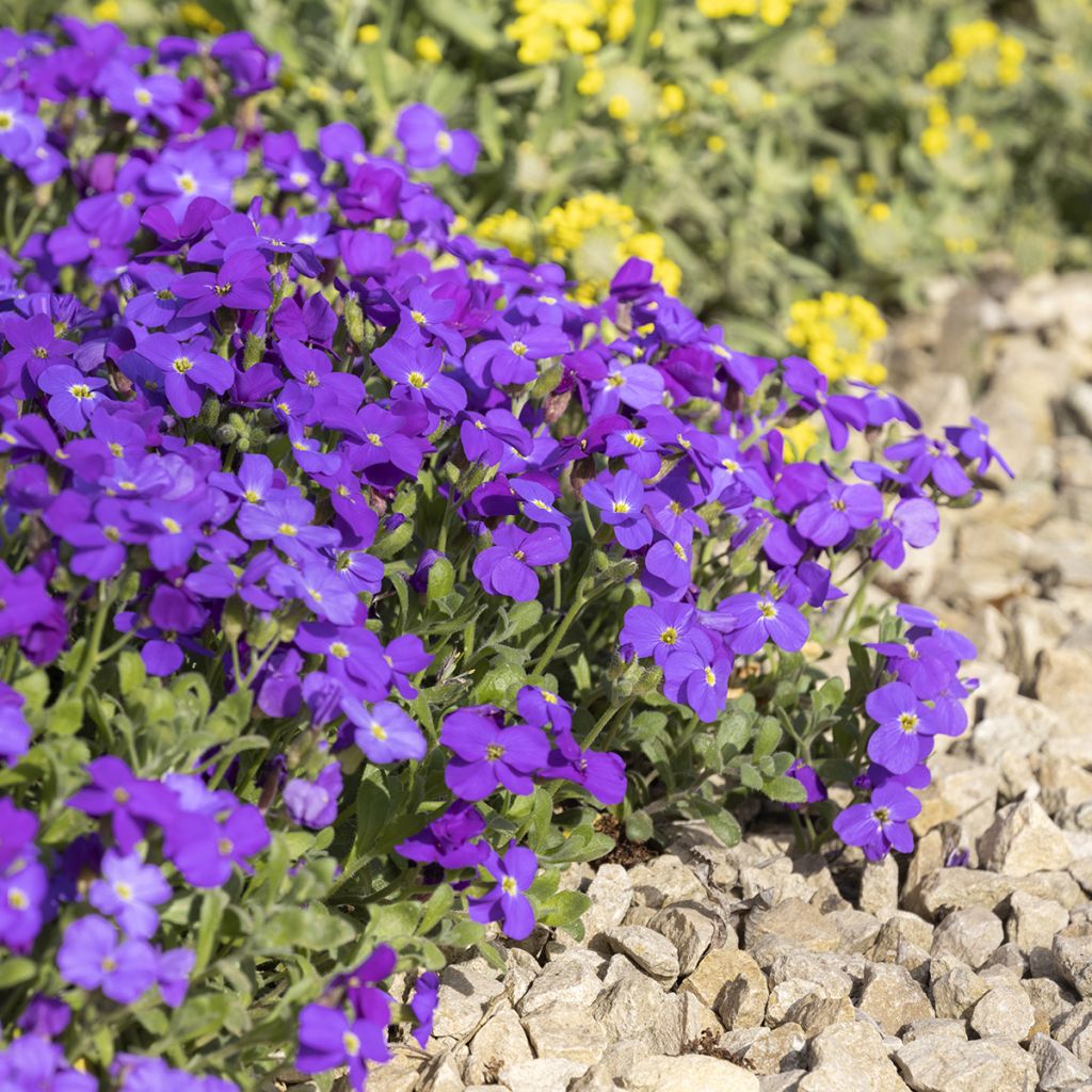 Aubrieta Cascade Purple