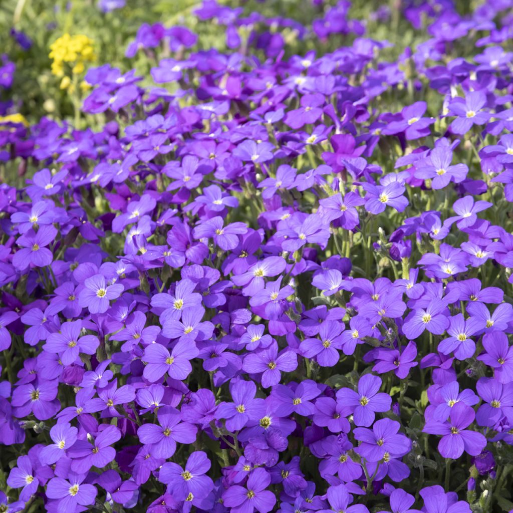 Aubrieta Cascade Purple