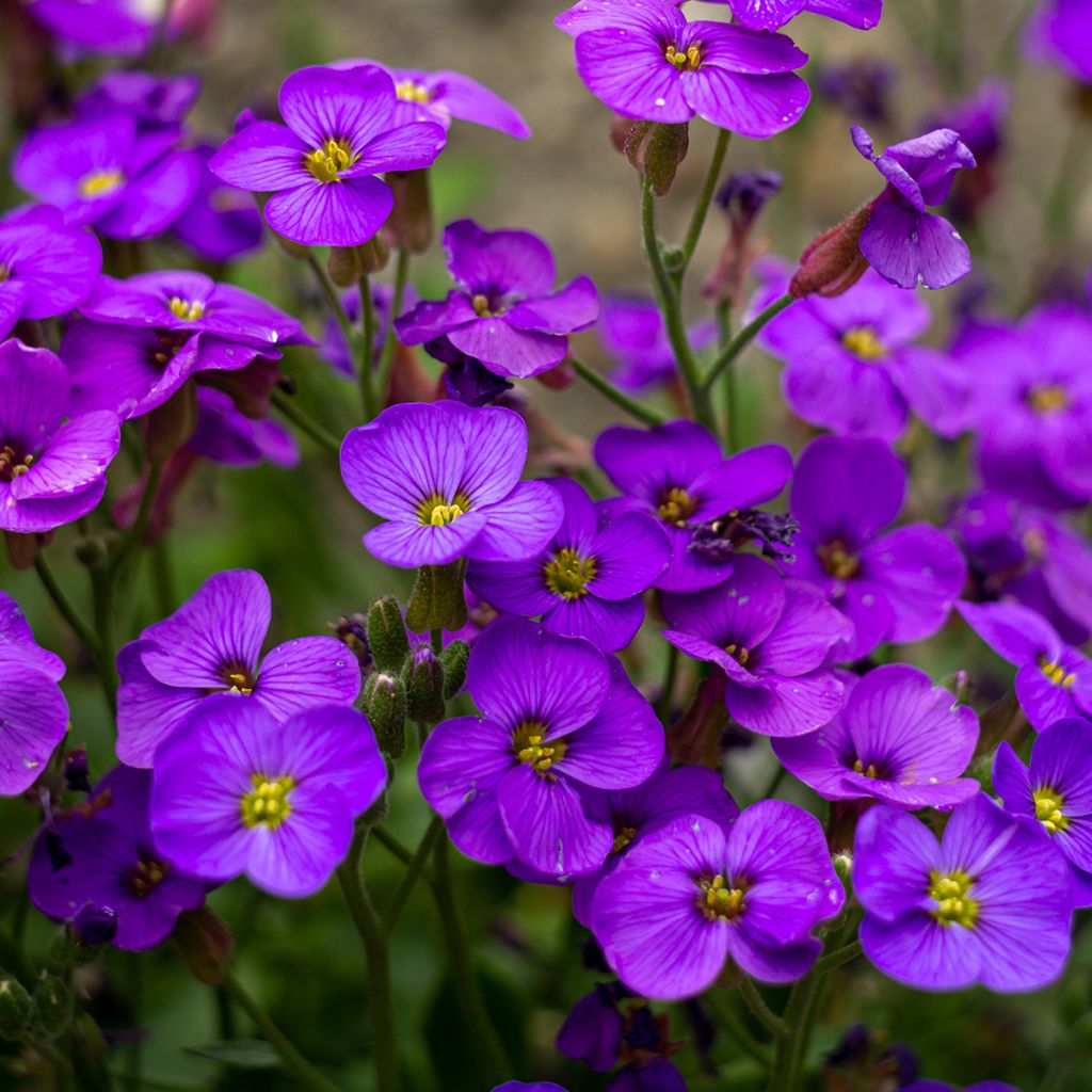 Aubrieta Cascade Purple