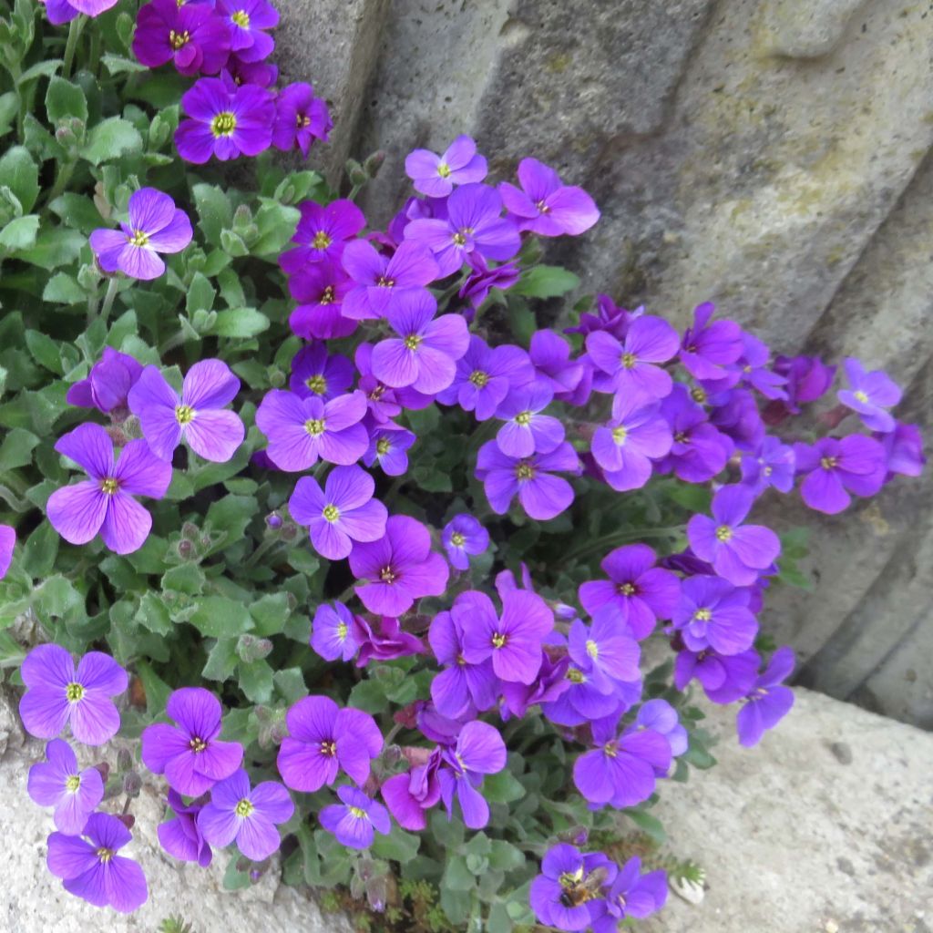 Aubriete Royal Violet - Aubrieta x cultorum