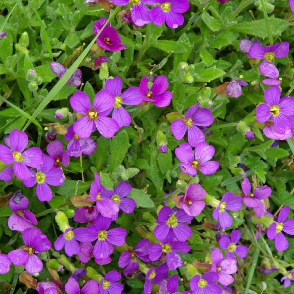 Aubrieta Cascade Blue