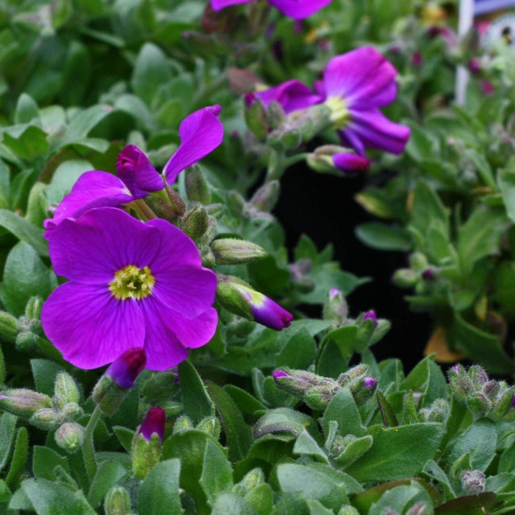 Aubriete Kitte® Bleu (Blue)  - Aubrieta x gracilis en pot de 2/3 L